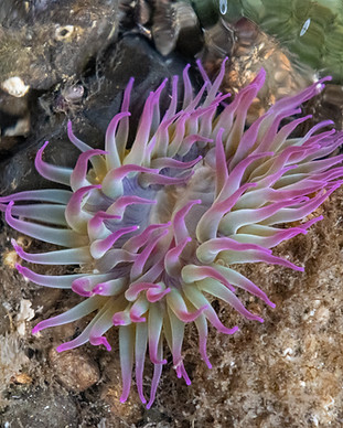 TSSC-Max Higbee_anemone.jpg