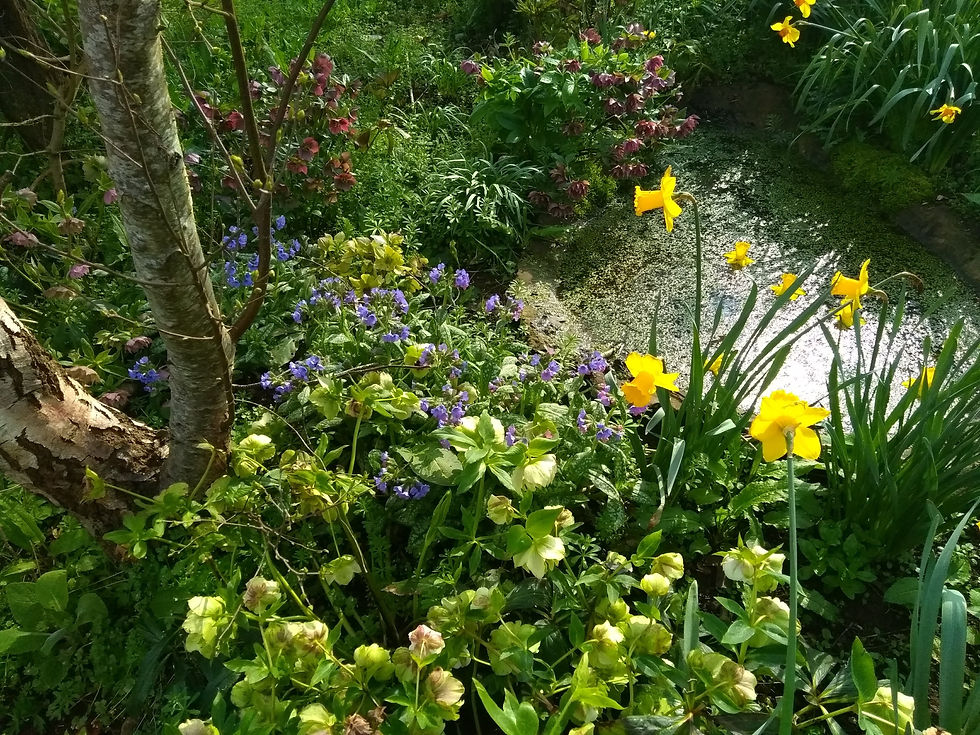 Wetland spring bed