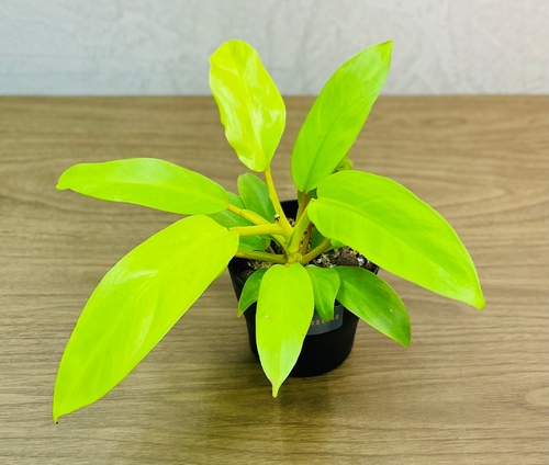 Philodendron Golden Goddess - Malay Gold - Lemon-Lime - Grower's Choice -  4 Pot | The Terrarium