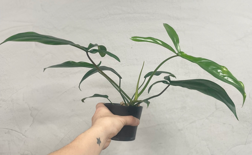 Philodendron 69686/Bette Waterbury // Grower's Choice | The Terrarium