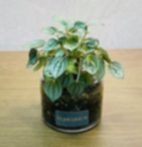 Peperomia Caperata Ice Frost - Medium Terrarium - Grower's Choice - Rare