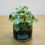 Thumbnail: Peperomia Caperata Ice Frost - Medium Terrarium - Grower's Choice - Rare