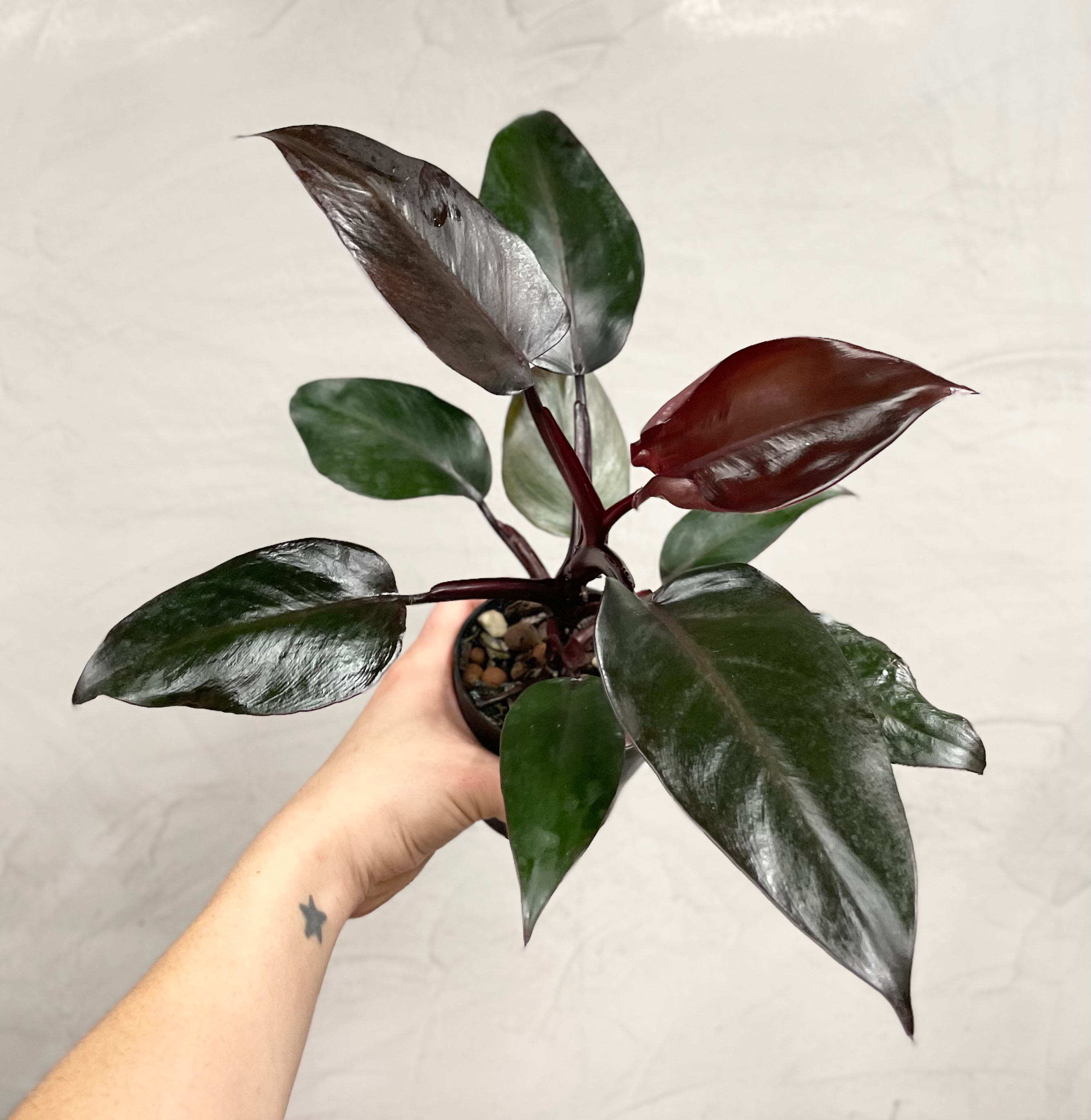 Philodendron Dark Lord | Grower’s Choice