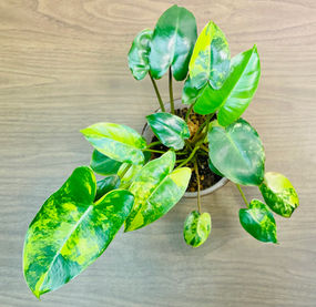 philodendron burle marx variegated rare plant nursery tropical plant lounge houseplant