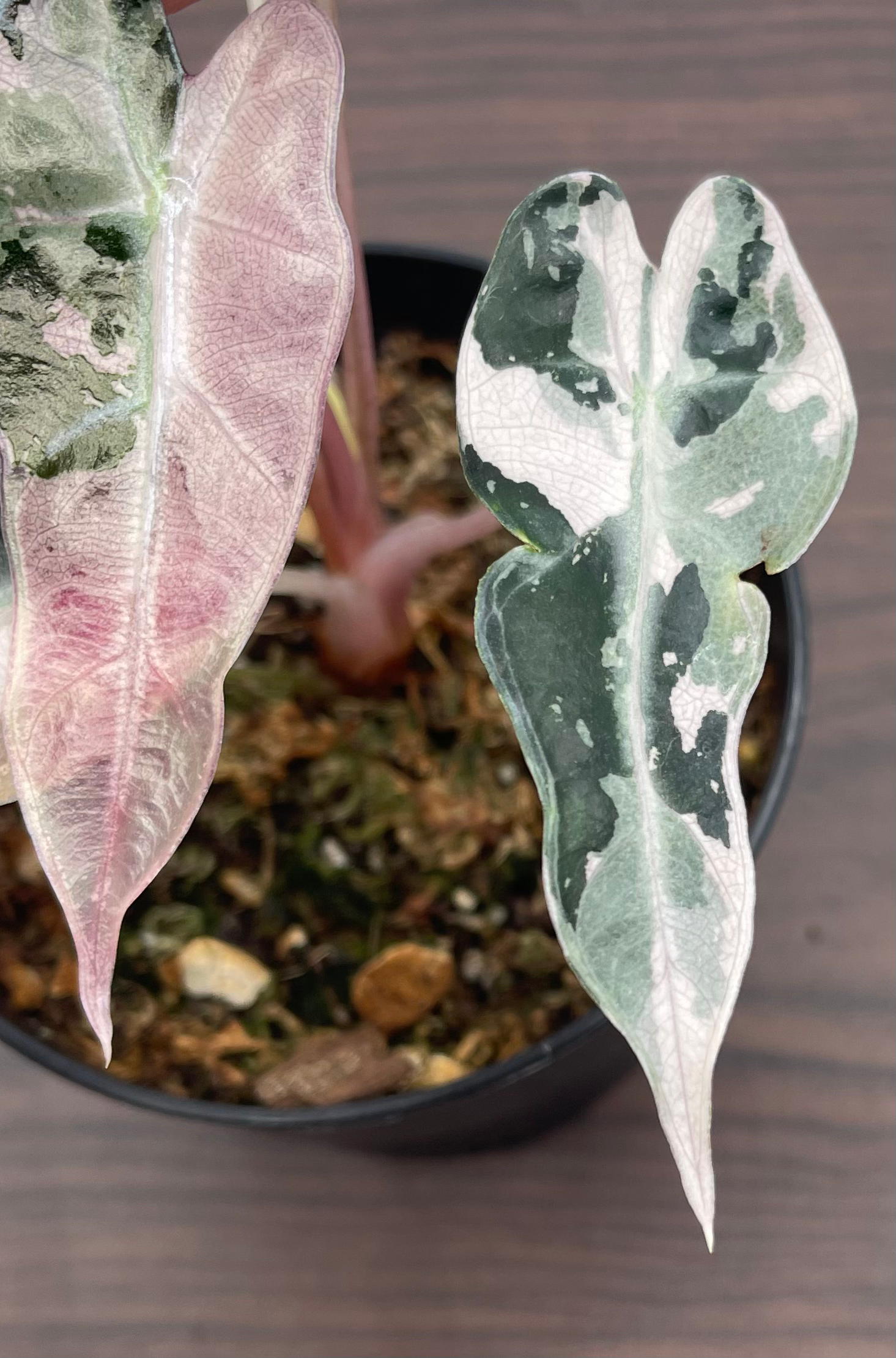 Alocasia Bambino Pink Variegated - Actual Plant - 4” Pot - Rare