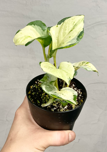 oklahoma flower seeds for shade Bulk Partial Shade Wildflower Seed Mix