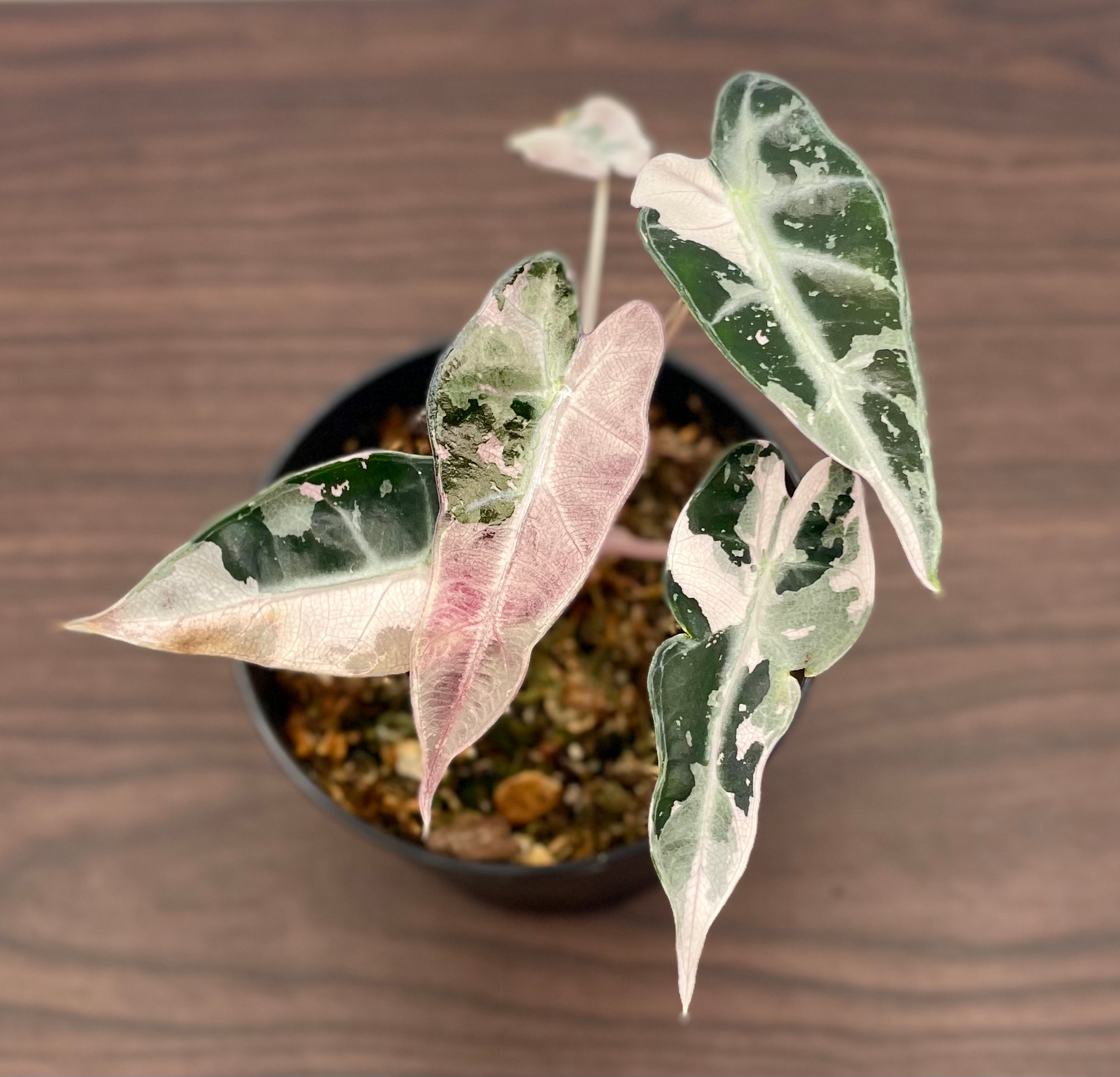 Alocasia Bambino Pink Variegated - Actual Plant - 4” Pot - Rare