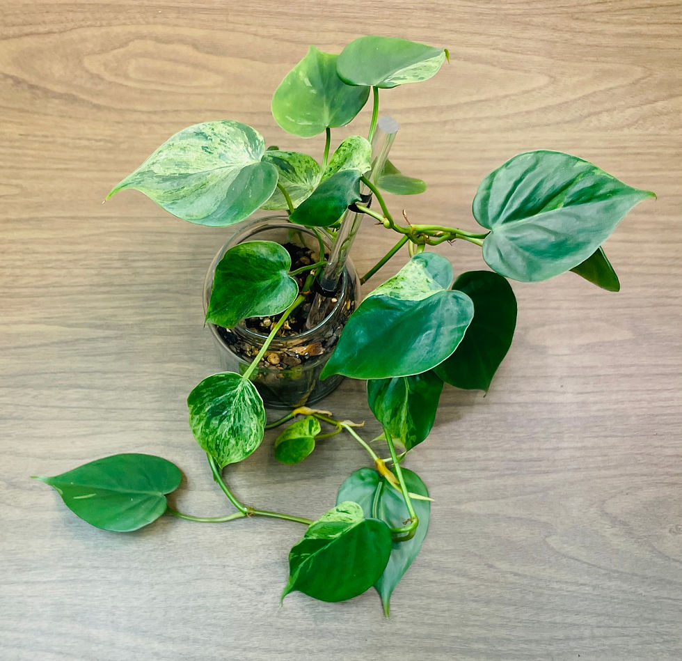 Thumbnail: Philodendron Heart Leaf Hederaceum Variegated - Actual Plant - Large Terrarium