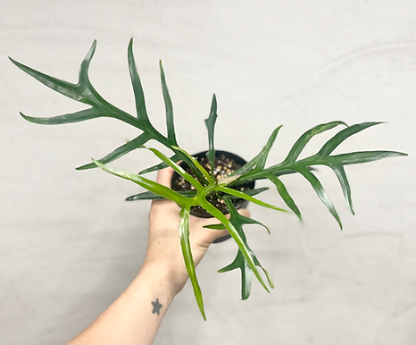 Philodendron Tortum // Grower's Choice | The Terrarium