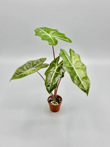 Alocasia Pseudo Sanderiana Aurea | Grower's Choice | Rare Tropical