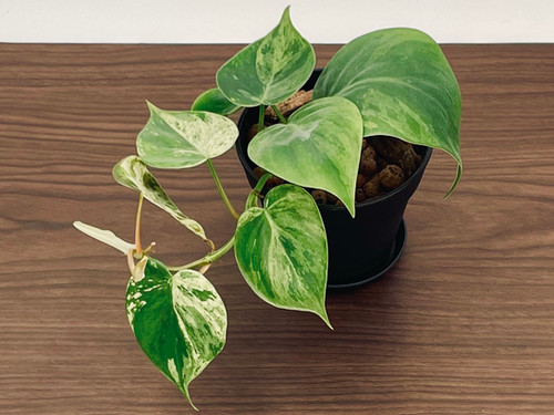 Philodendron Heartleaf Variegated - Grower's Choice - 4" Pot - Rare Live  Plant | The Terrarium