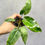 Thumbnail: Philodendron Paraiso Verde // Grower’s Choice