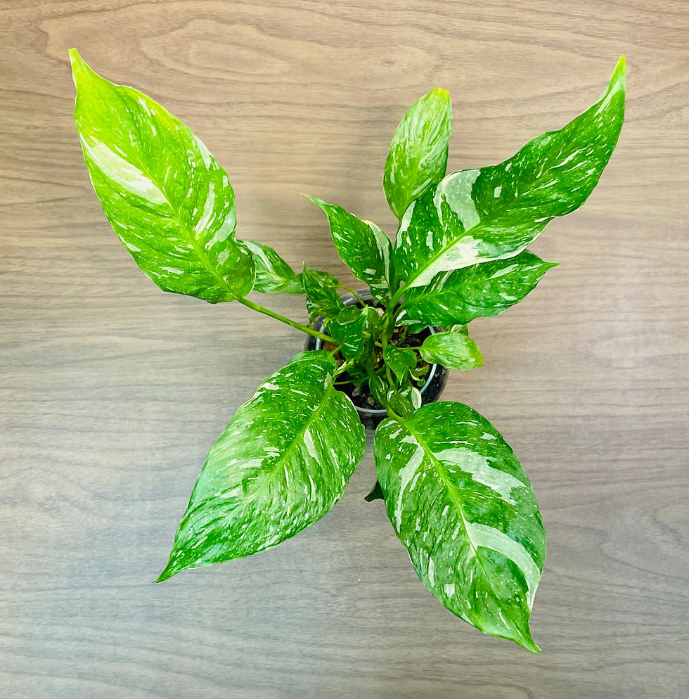 Thumbnail: Spathiphyllum Domino - Medium Terrarium - Grower’s Choice