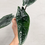 Thumbnail: Alocasia Scalprum | Grower’s Choice