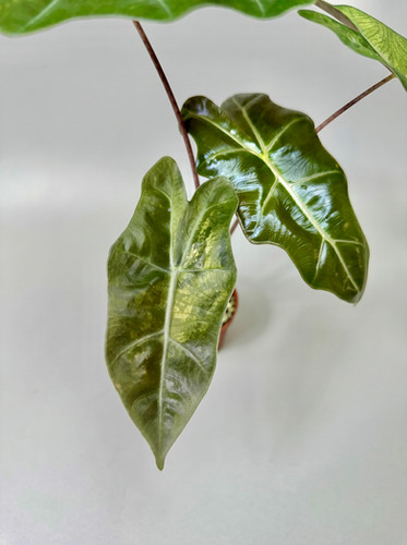 Alocasia Pseudo Sanderiana Aurea | Grower's Choice | Rare Tropical