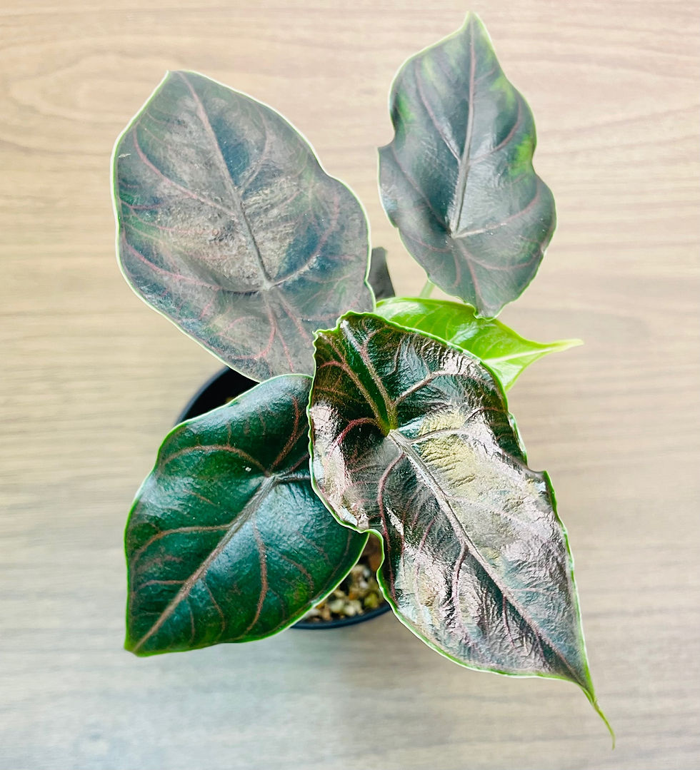 Thumbnail: Alocasia Azlanii - Grower’s Choice - 4” Pot - Live Plant