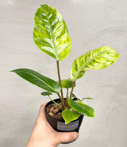 Anthurium Renaissance Yellow Variegated // Actual Plant | The