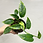 Thumbnail: Epipremnum Pinnatum Yellow Flame // Grower’s Choice 