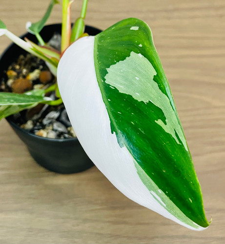 Philodendron White Princess - Grower's Choice - 4 Pot - Live Plant | The  Terrarium