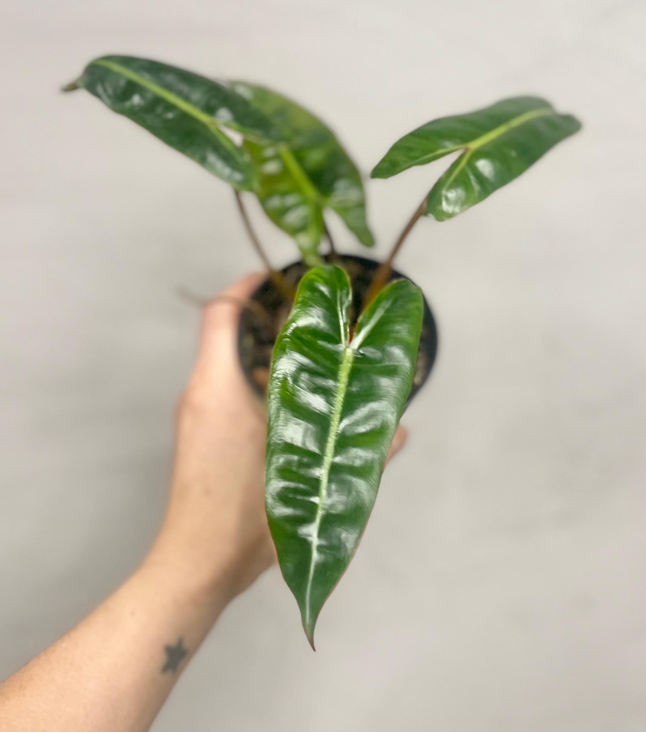 Philodendron Billietiae // Grower’s Choice