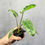 Thumbnail: Philodendron Paraiso Verde // Grower’s Choice