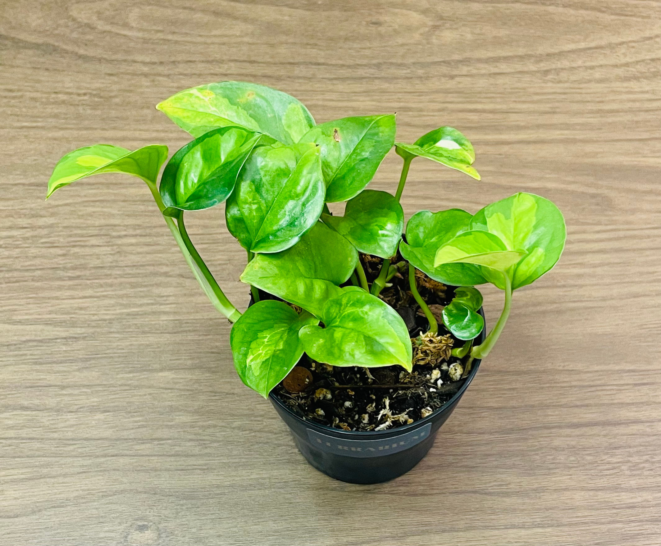 Epipremnum Pothos Global Green - Grower’s Choice - 4” Pot - Live Plant