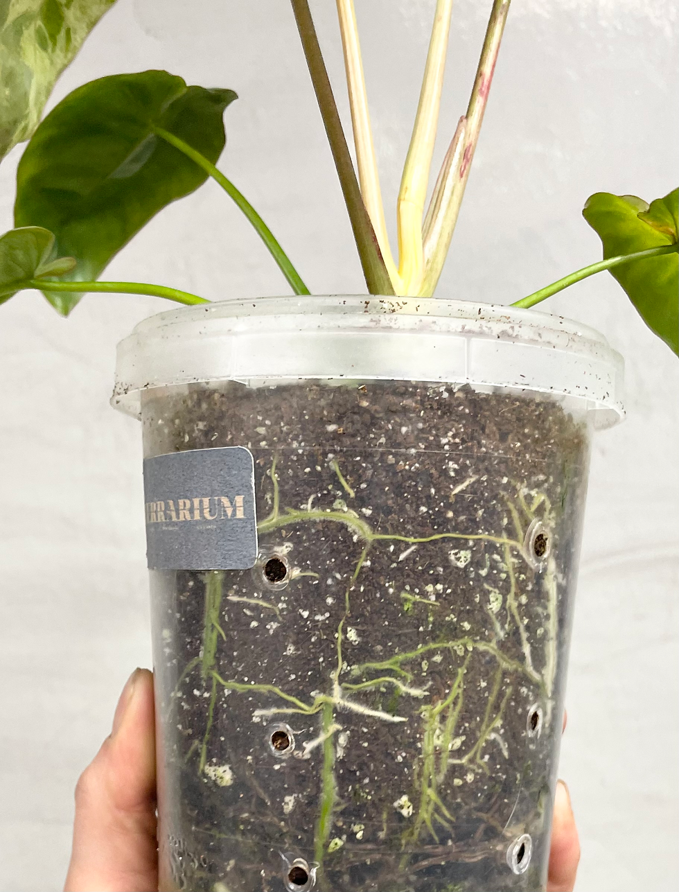 Thumbnail: Philodendron Paraiso Verde // Actual Plant 