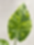 Thumbnail: Alocasia Gagaena Aurea // Grower’s Choice