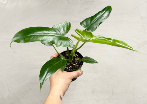 Philodendron Golden Dragon // Grower's Choice | The Terrarium