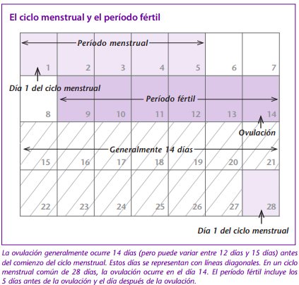 El ciclo menstrual y el período fértil