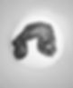 Splenic Mass in a Dog