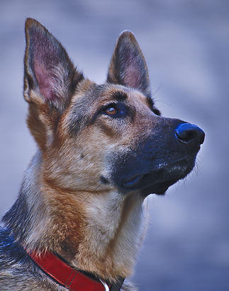 Hip issues in certain breeds
