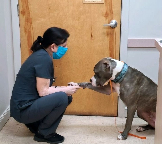 Blog Pets Gainesville FL ,Newberry FL Newberry Animal Hospital