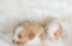 Thumbnail: New Litter of Bernedoodles available