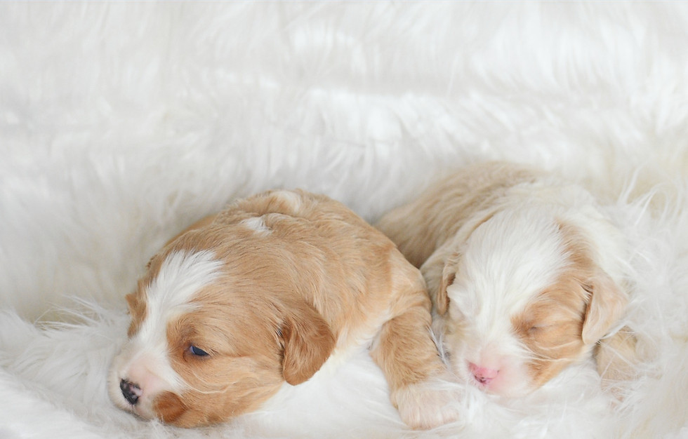 Thumbnail: New Litter of Bernedoodles available