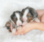 Thumbnail: New Litter of Bernedoodles available
