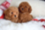 Thumbnail: Please call for availability and pricing