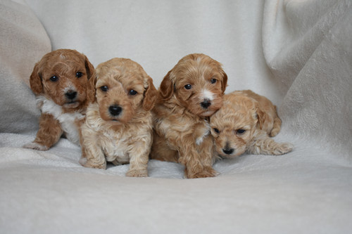 Please call for availability and pricing | Lucky Puppies