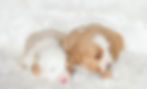 Thumbnail: New Litter of Bernedoodles available