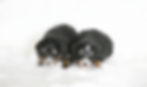 Thumbnail: New Litter of Bernedoodles available