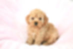 Thumbnail: New litter . Please call for availability and pricing