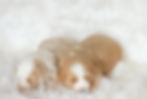 Thumbnail: New Litter of Bernedoodles available