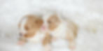Thumbnail: New Litter of Bernedoodles available