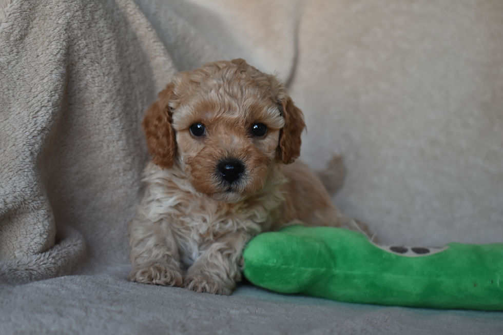 Thumbnail: Please call for availability and pricing