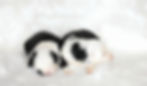 Thumbnail: New Litter of Bernedoodles available