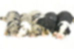 Thumbnail: Please call for availability and pricing