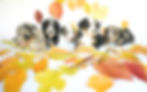 Thumbnail: Please call for availability and pricing