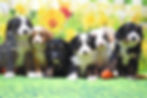 Thumbnail: Please call for availability and pricing