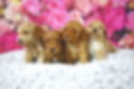 Thumbnail: Please call for availability and pricing