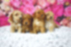 Thumbnail: Please call for availability and pricing